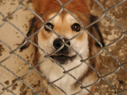 obama family doesnu002639t adopt rescue dog bucks right adopt dog 500x375